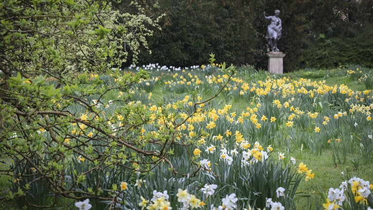Daffodils in a garden at Anglesey Abbey